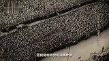 世界战史·二战大事件 风暴来袭（上）