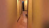 这只猫突然学会了横着走，跟螃蟹一样，太好笑了！