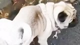 狗界奇才！撒尿都是倒立的，太逗了