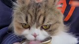 认真吃罐头的猫咪，这呆萌的样子，真是可爱！