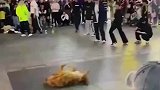 社恐主人和社牛狗