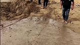 胆小的野猪，没想到下面竟然是沼泽！