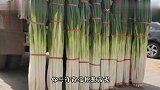 怪不得别人说，你还没根葱高呢，原来葱这么高呢