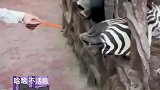 女子隔着围栏喂东西，斑马急得嘴唇直哆嗦