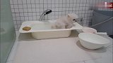 狗子从房间到走进浴盆洗澡的全过程，真的是可爱到爆炸，我化了！