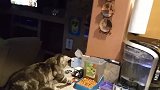 猫咪：快跑，傻子来了