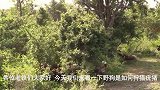 野狗包围疣猪，疣猪最终也没逃过一劫，成功狩猎到食物！
