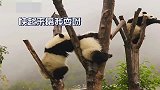 熊猫：你不要粘着宝宝啊，宝宝要睡觉觉