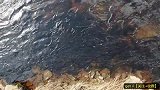 浅浅的野溪里黑压压一片，走近一看太震撼了！