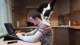 奶牛猫：我要亲亲抱抱举高高网友：这难道不是妖
