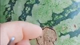花元钱买的西瓜，抠下来一看，老板这钱赚的良心不痛吗