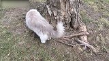 发现树下一只猫咪，你这是在干嘛呢，看这好好玩的样子！