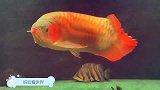 这名贵金龙鱼估计是饿坏了！刚丢一条蜈蚣下去，结果被瞬间活吞了