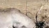 热心牧民解救野生动物