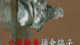 六须鲶鱼突袭来河边喝水的鸽子！
