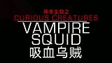已存在3亿年之久的活化石物种吸血乌贼！不杀生的奇异生物！