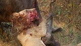 狮子捕杀强壮水牛，结果被水牛一顿猛揍！狮子：我的面子呢