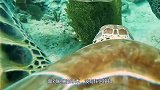 海龟主动向人类求助，面对剧痛的手术，没有任何挣扎！