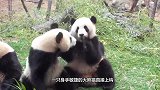 钓鱼钓虾太普通，饲养员大玩钓熊猫，上钩的样子太搞笑！