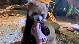 这小熊猫竟然抱着饲养员的手吃果果！太可爱了吧！
