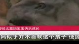 中国动物园少见的动物：中美貘，哥伦比亚貘宝宝长大，萌呆众人