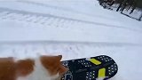 一个酷爱滑雪的猫