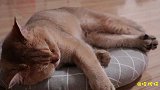小胖猫怎么喊都没反应，直到一阵铃声打破了僵局