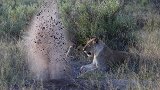 狮子趴地上刨野猪洞，本想饱餐一顿，下一秒又发生了什么？