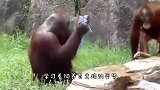 男子给猩猩表演魔术，当扑克直接穿透玻璃时，大猩猩反应令人意外