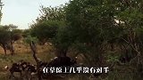 野狗集体狩猎让人惊叹，集体力量太强大了！