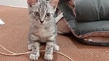 猫：这么冷的天，我才不睡凉席呢！