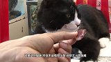 这猫怕是成精了，猫咪跟交警一样举起手拦住车，好让小鸭子过马路