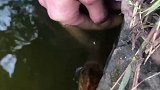 一个洞6条  热门 野生鳝鱼