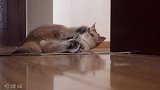 小公猫：这么少女心的球球，谁都别跟我抢