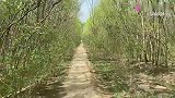 北京边界小村落因一座坟墓而得名，康熙御赐2石碑，1个重30吨