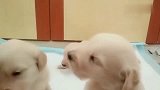 两只小奶狗打架，奶凶奶凶的真逗