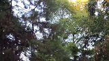 四川方言搞笑；昌付和亲家比赛, 结局太搞笑了