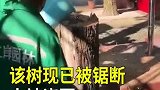 你说这天热不热吧，你看路边这颗大树都被热到冒烟自燃了