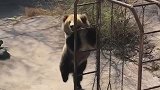好嗨哟！天津动物园一性感棕熊在线蹦迪，摇头晃脑扭动身姿