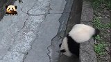 熊猫宝宝“双双”小心翼翼走猫步，爬上爬下用心卖萌好可爱