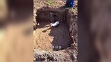 如何正确拯救被困老牛