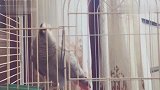 鹦鹉打倒大爷还骂大爷神经有病，大爷终于反击你以为你没病啊