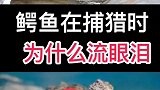 鳄鱼在捕猎是，为什么流泪？