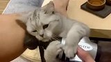 猫咪拿着按电钻在按摩，这样的操作好优秀，表情看着真舒服！