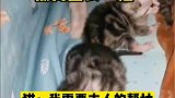 被窝里长了猫，主人帮忙照顾我们一家吧