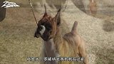 为什么有些狗一出生，就要把尾巴剪掉？竟然是为它们好！
