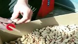 牛人创意：简直太聪明了，剥花生手疼只好采取这种做法，学着备用