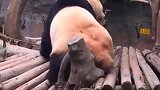笑出声国宝熊猫是怎样挠痒痒的有一点过分性感了哦