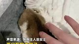 四只狗宝宝相继去世，狗妈妈亲自用鼻子拱土埋葬