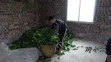 用桑蚕做诱饵钓鱼真过瘾，不停上钩一条又一条